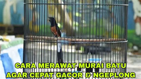 CARA MERAWAT BURUNG MURAI BATU AGAR CEPAT GACOR NGEPLONG MURAI