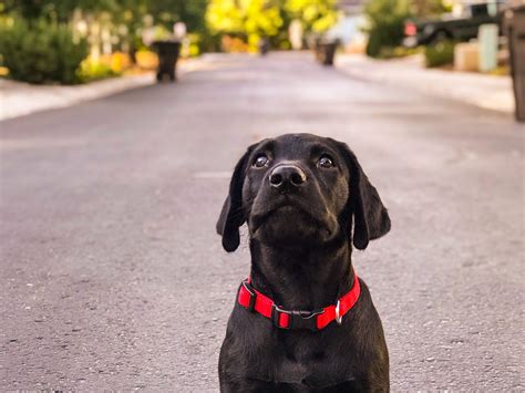 Black Lab Puppies Wallpapers Wallpaper Cave