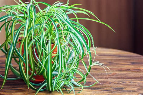 Is Spider Plant Toxic To Cats Sincere Pass