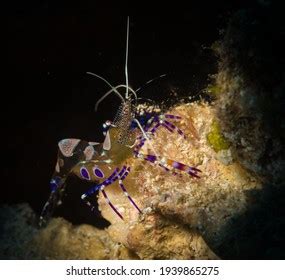 Spotted Cleaner Shrimp Periclimenes Yucatanicus On Stock Photo