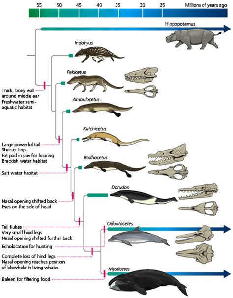 The Evolution Of Whales