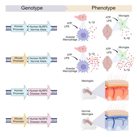 Species Specific Nlrp3 Regulation And Its Role In Cns Autoinflammatory