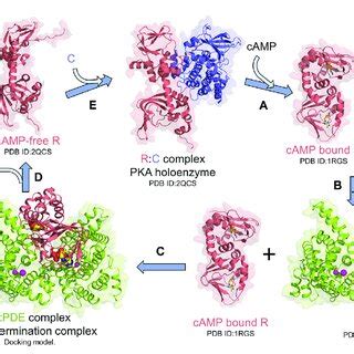 PDE8 T690P does not channel cAMP in RIα PDE8 T690P complexes