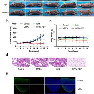 MPPa PDT Inhibits The Migration And Invasion Of MCF 7 Cells A The