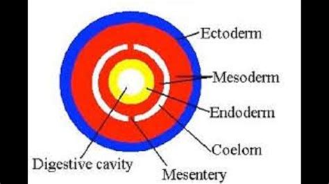 What Is A Coelom