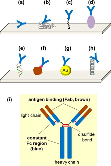 Examplesof Antibody Immobilization To The Surface The Open I