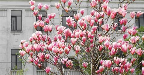 Nawożenie magnolii kiedy czym czego nie lubi jesienią wiosną