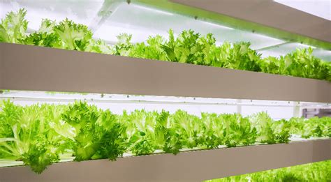 Iluminación LED para cultivo interior una poderosa herramienta GreenIce