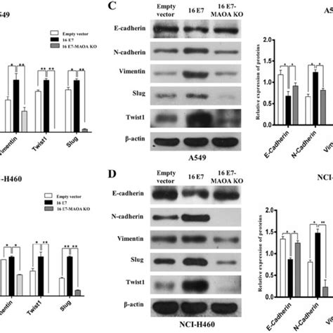 Maoa Knockout Inhibited Hpv 16 E7 Induced Migration And Invasion