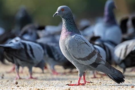 Rock Dove Bird Kabutar Pics Hd Wallpapers