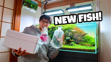 Buying New Fish For Planted Aquarium Youtube