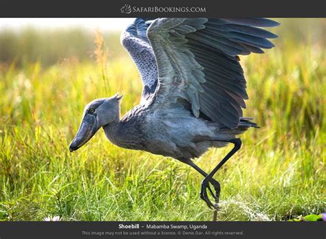 Uganda Safari Day Mabamba Swamp Shoebill Tour