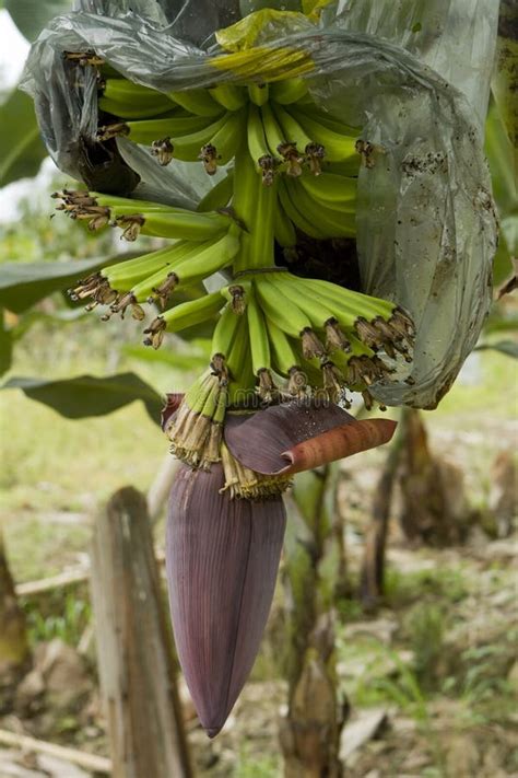 Planta O De Bananas Pequena Produ O De Bananas Na Explora O Imagem