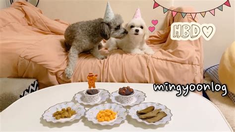 [vlog] 강아지🐾 케이크🧁 만들고 생일파티🎉ㅣ실비김치 수육 미역국 강아지 머핀 샐러드파스타 봄동겉절이ㅣ강아지랑 마켓