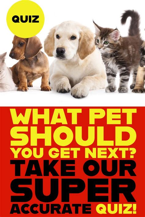 What Pet Should You Get Dog Quiz Quiz Quizes Buzzfeed