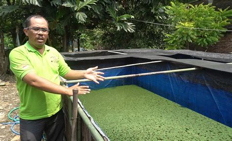 Cara Budidaya Azolla Dengan Gdm Jadi Solusi Pakan Ternak