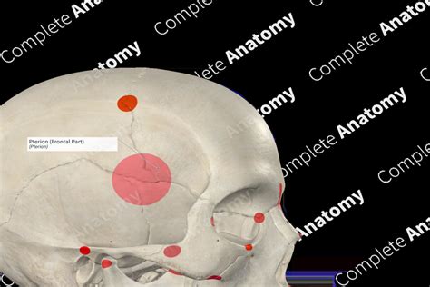 Pterion (Frontal Part) | Complete Anatomy