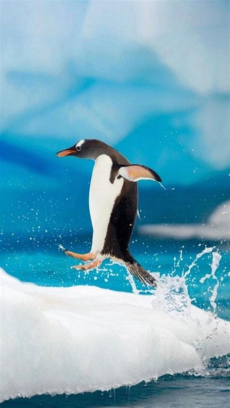 3D Penguin Wallpapers - Top Free 3D Penguin Backgrounds - WallpaperAccess