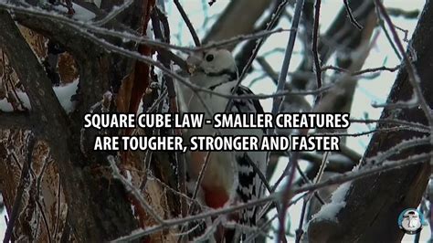 Square cube law : r/short