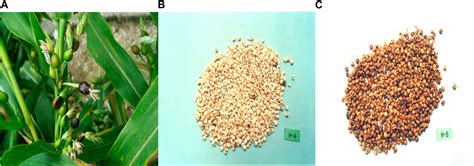 Frontiers Coicis Semen For The Treatment Of Malignant Tumors Of The