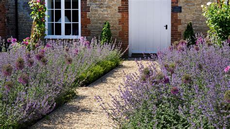 How To Grow Lavender A Step By Step Guide To Growing This Pretty Perennial