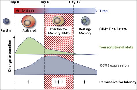 Hiv Latency By Transition Immunity