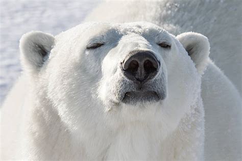 560+ Polar Bear Nose Stock Photos, Pictures & Royalty-Free Images - iStock