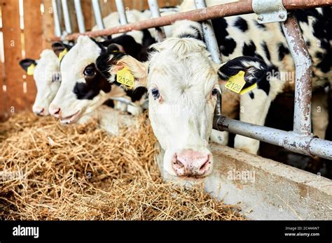 Cattle Eating Hay In Dairy Farm Stock Photo Alamy