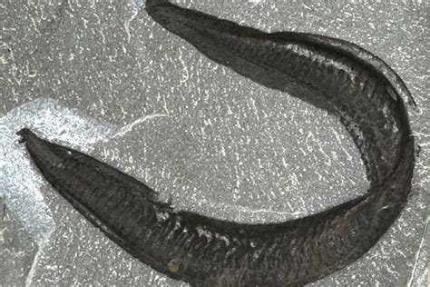 Humans Oldest Ancestor Found In Burgess Shale University Of Toronto