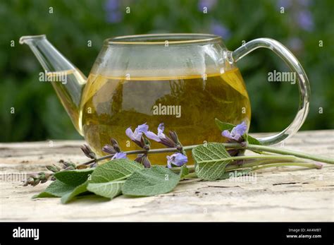 Common Sage Garden Sage Stock Photo Alamy