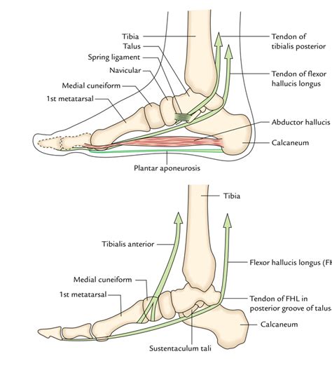 Anatomy Of The Foot Arch