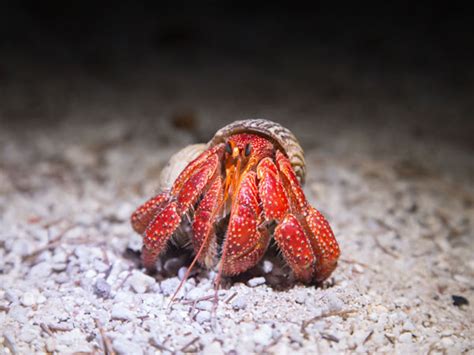 Hermit Crab Anatomy External And Internal Organs VIVO Pets