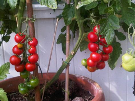 Tomaten En Sex Moestuin Beginnenmoestuin Beginnen