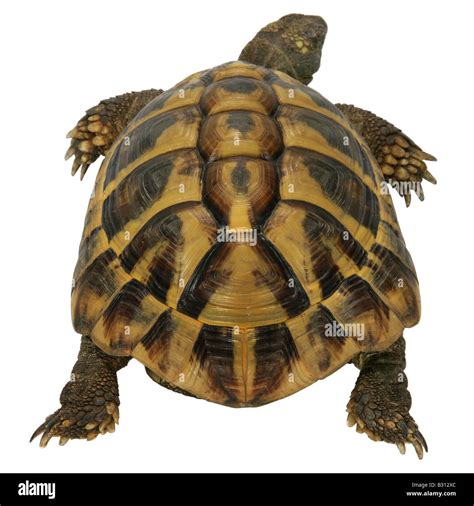 The Testudo Tortoise Hi Res Stock Photography And Images Alamy