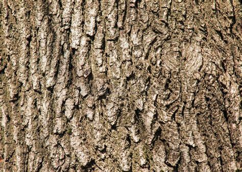 Oak Bark Close Up The Texture Of The Trunk Of The Quercus Petraea Oak