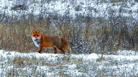 Zimowy Lis Odgłosy natury Leśne spotkania Lis rudy Zima Red fox