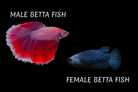 Betta Fish Breeding Guide: An Easy Step By Step Guide