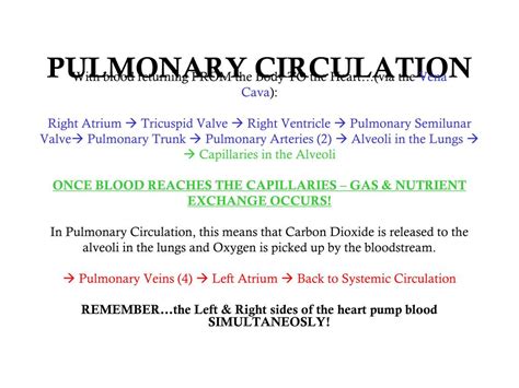 Ppt Arteries Of Pulmonary Circulation Powerpoint Presentation Free Download Id 3561542