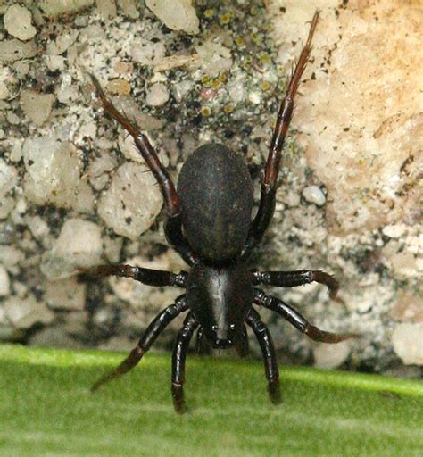 Wolf Spider Allocosa Funerea Bugguide