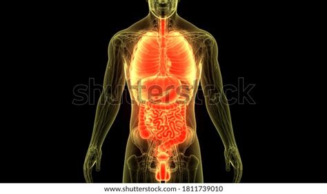 Human Internal Complete Organs Anatomy 3d Stock Illustration 1811739010 ...