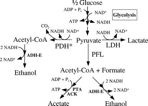 Metabolic Flux Control At The Pyruvate Node In An Anaerobic Escherichia