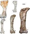 categorymagyarosaurus fossils wikimedia commons