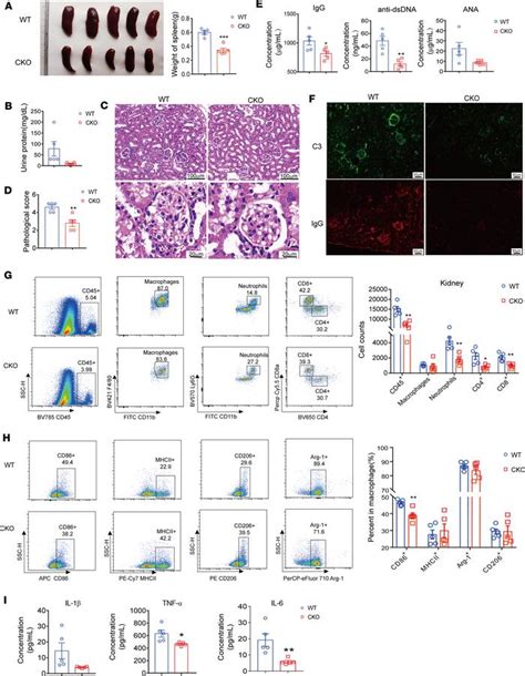 Jci Insight Regulatory Factor X Induces Macrophage M Polarization