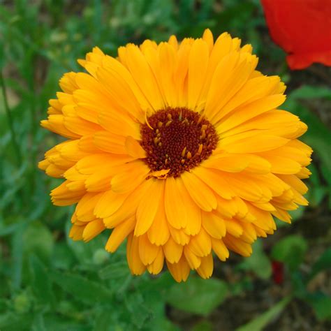 Souci De Jardin Nain Orange Gitana Calendula Officinalis