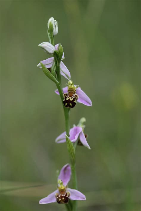 Bee Orchid Ophrys Apifera Bj Rn S Flickr