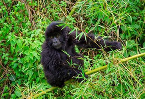 How Many Days Do You Need For Gorilla Trekking In Uganda Safari