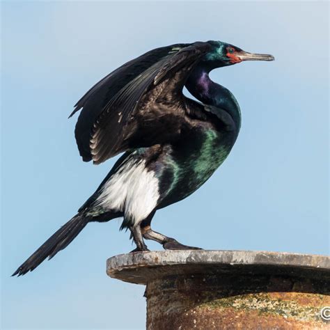 Pelagic Cormorant — Eastside Audubon Society