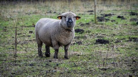 22 Interesting Facts About Hampshire Sheep Worlds Facts