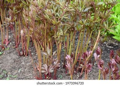 Japanese Bloodgrass Cultivar Imperata Cylindrica Red Stock Photo