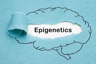 A Brief Overview Of Epigenetics